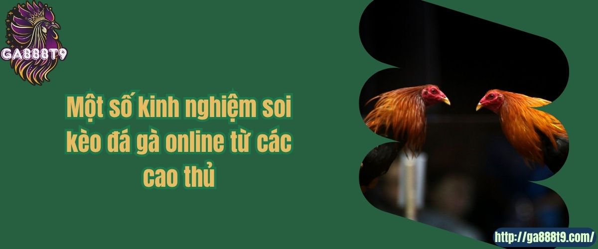 Một số kinh nghiệm soi kèo đá gà online từ các cao thủ