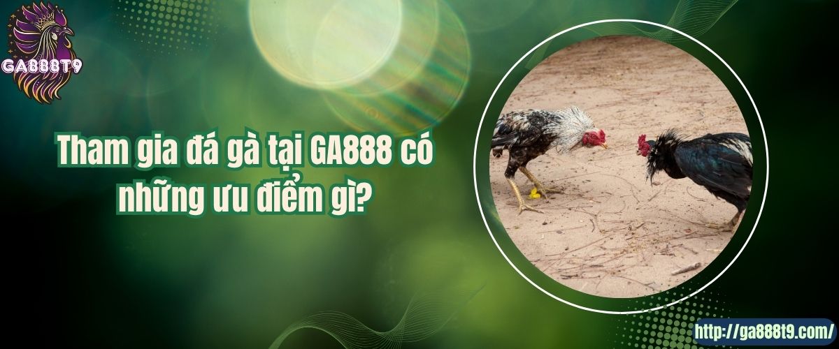 Tham gia đá gà tại GA888 có những ưu điểm gì?